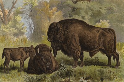 Bisonte europeo de European School